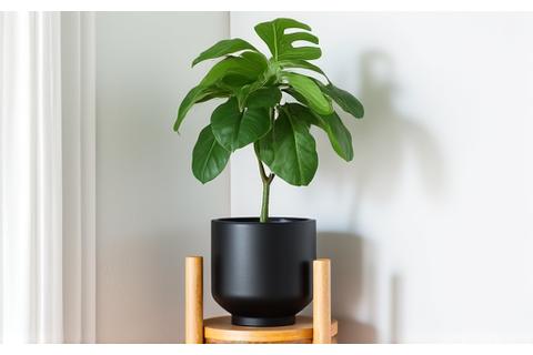 모던한 디자인의 원목 식물 스탠드